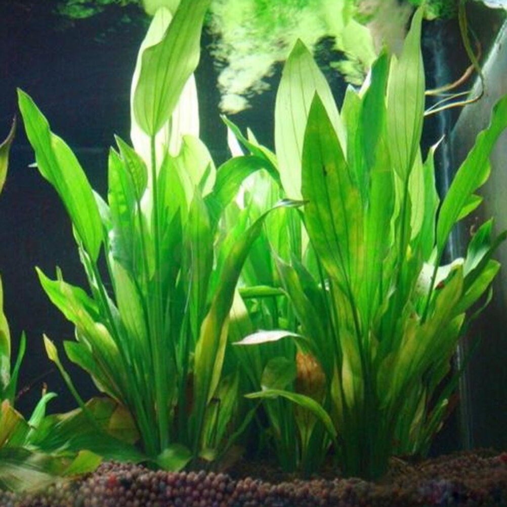 Live Plant Aquarium - 15 ซม.ประดิษฐ์ Aquarium Decor พืชน้ําวัชพืชเครื่องประดับน้ําถังปลาหญ้าอุปกรณ์ตกแต่ง