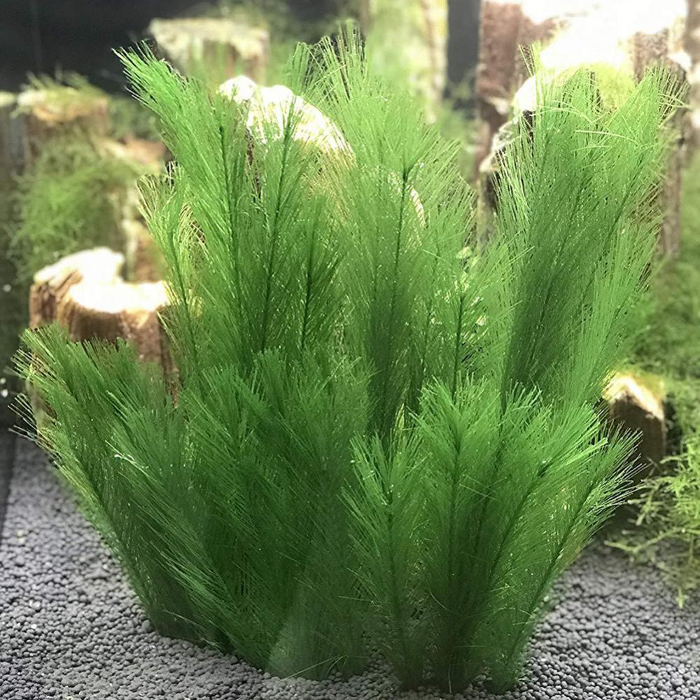1/3Pcs 28/40 ซม.Aquarium Fish  - Aquarium Plants Live บทวิจารณ์และราคา