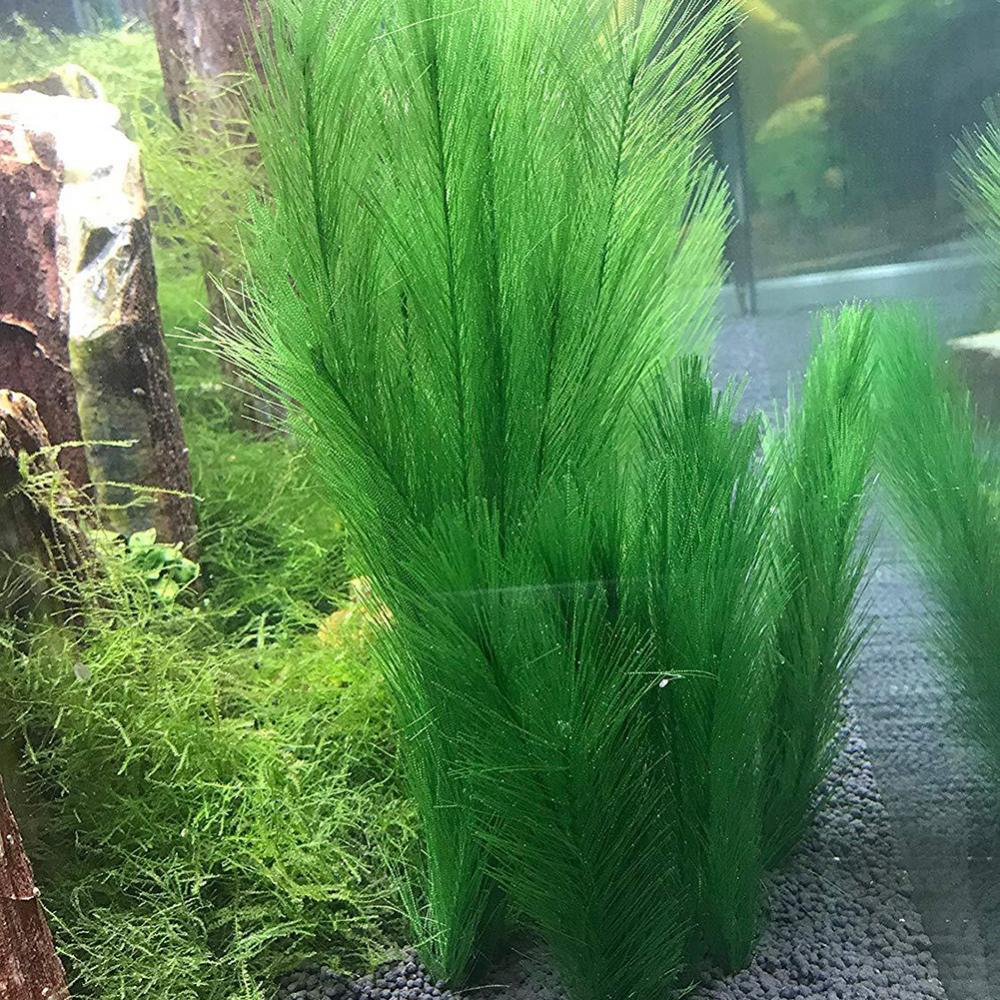 1/3Pcs 28/40 ซม.Aquarium Fish  - Aquarium Plants Live บทวิจารณ์และราคา