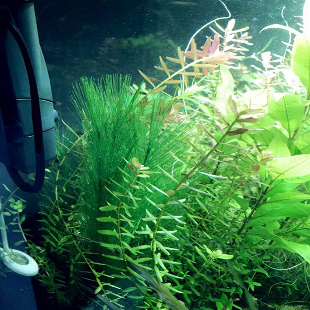 1/3Pcs 28/40 ซม.Aquarium Fish  - Aquarium Plants Live บทวิจารณ์และราคา