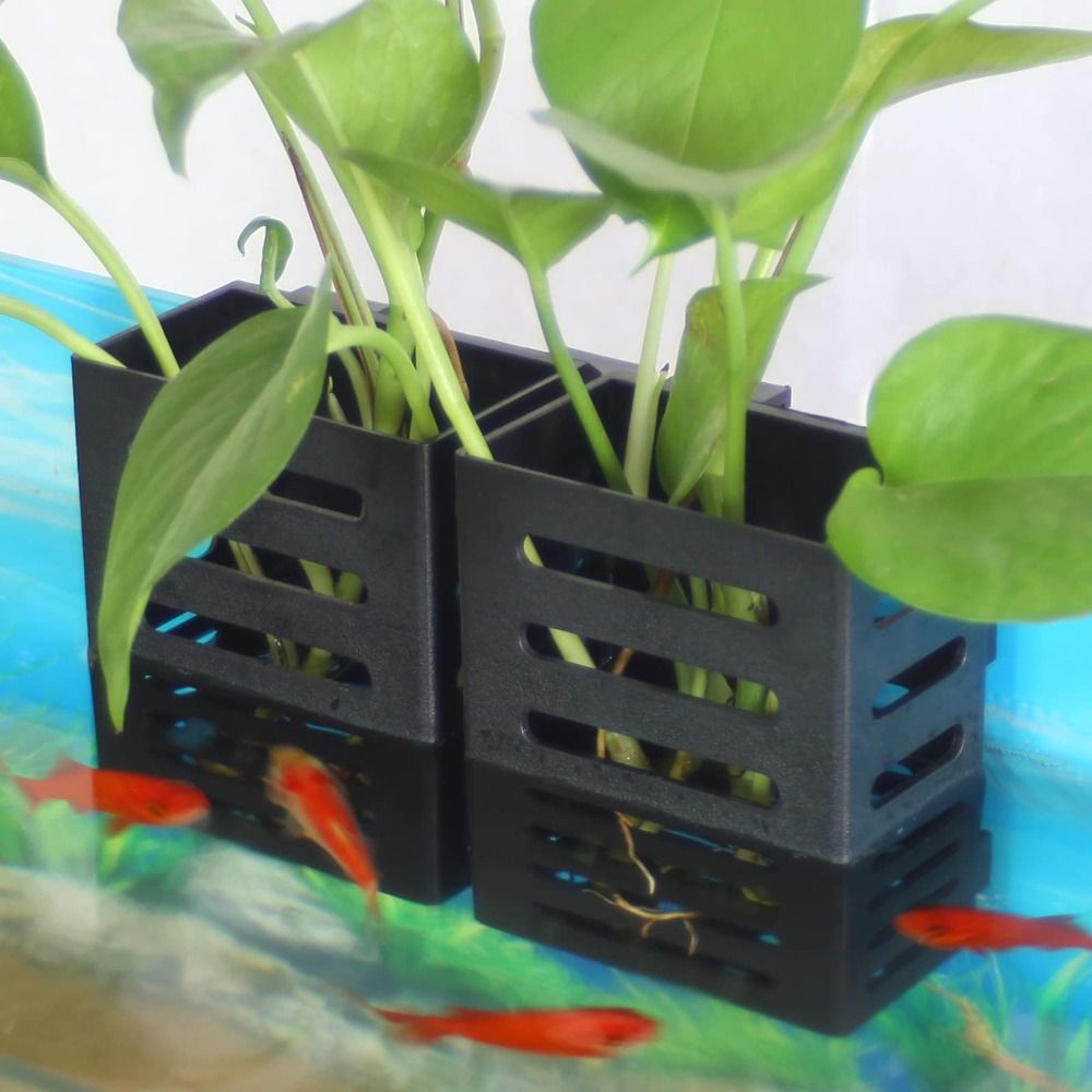 พิพิธภัณฑ์สัตว์น้ํา Fish TANK  - Aquarium Plant Holder บทวิจารณ์และราคา