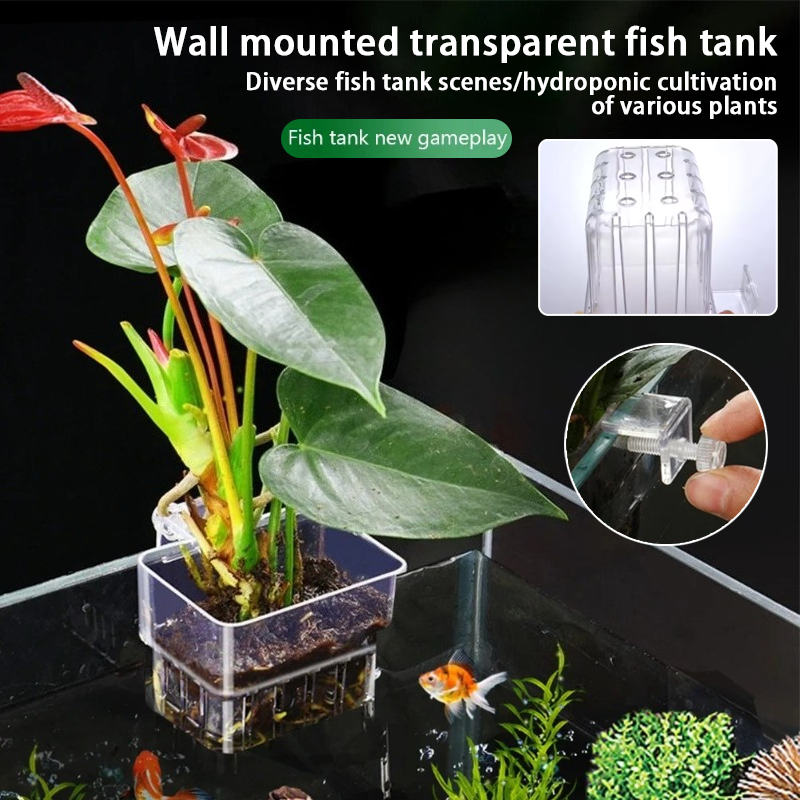 กระถางแขวนติดผนังสำหรับปลูกพืช - Plant Aquarium Pot บทวิจารณ์และราคา
