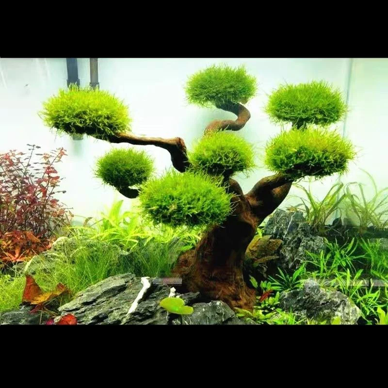 พิพิธภัณฑ์สัตว์น้ํา Driftwood  - Aquarium Plant Substrate บทวิจารณ์และราคา