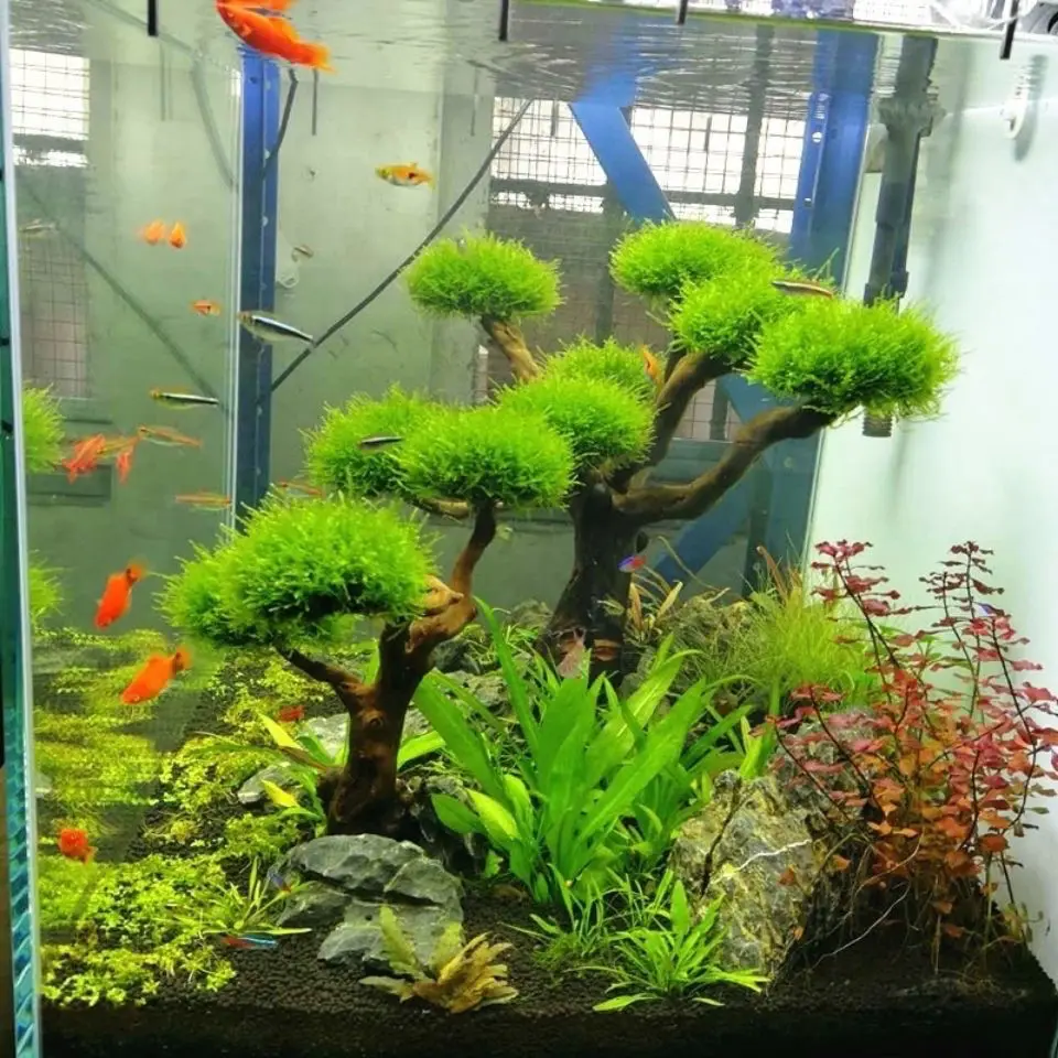พิพิธภัณฑ์สัตว์น้ํา Driftwood  - Aquarium Plant Substrate บทวิจารณ์และราคา