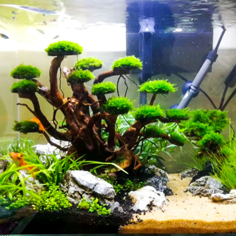 ต้นไม้ประดับตู้ปลา ตกแต่งด้วยม - Aquarium Plant Substrate บทวิจารณ์และราคา